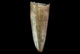 Cretaceous Crocodile (Borealosuchus) Tooth - North Dakota #88732-1